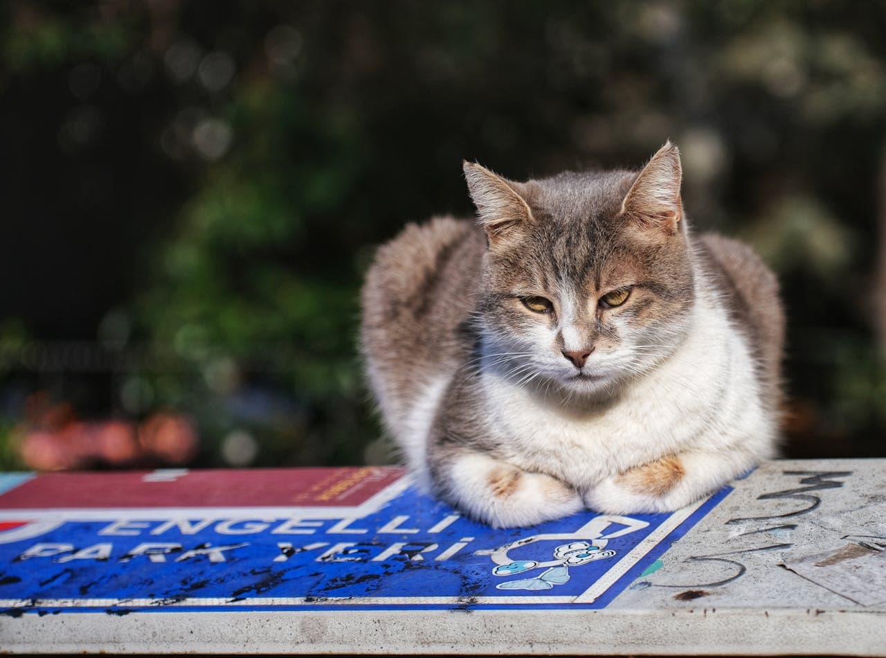 5 Signs Your Cat Is in Pain (and Hiding It)