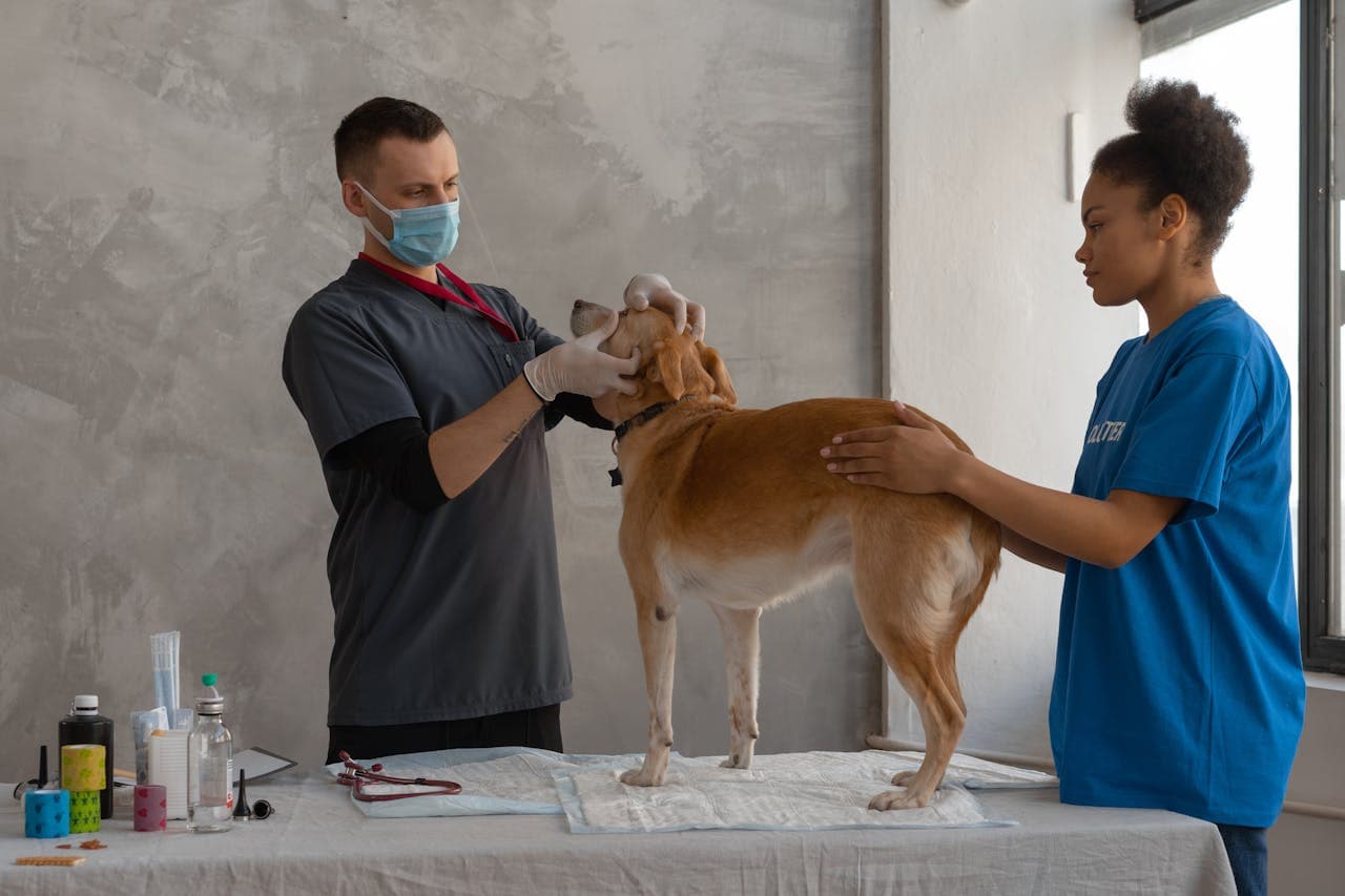 How Often Should You Take Your Pet for a Check-Up?