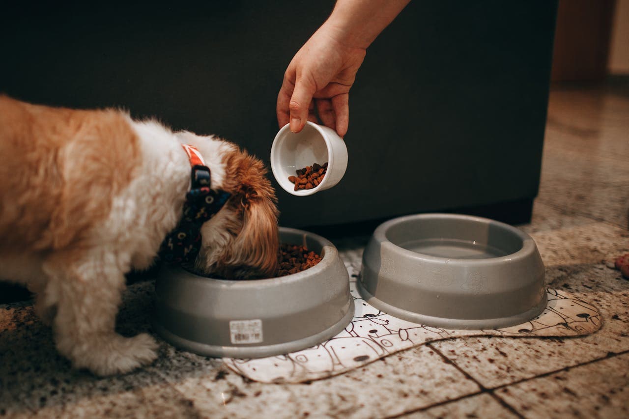 What to Feed Your Dog: A Nairobi Vet's Honest Guide