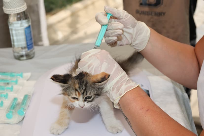 Mobile vet unit on a home visit