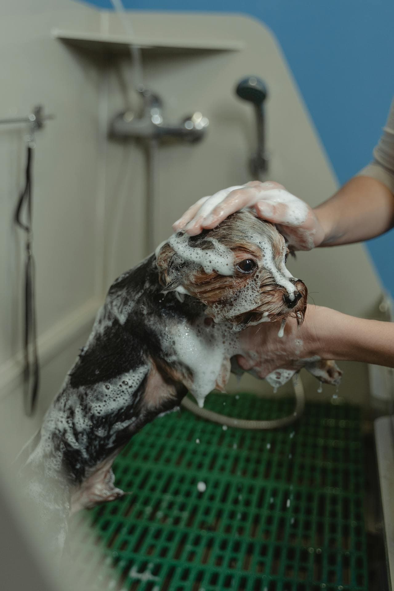 Pet Care