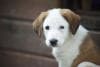 Puppy receiving a vaccination at the clinic
