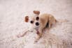 Puppy starter package visit