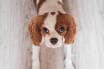 Flea and tick prevention products