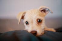 Pet discharged after successful surgery
