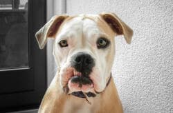 Mobile veterinary unit on a farm visit in Kiambu