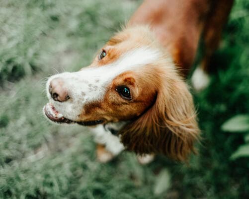 Veterinary dental procedure on a dog