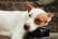 Vet discussing results with pet owner